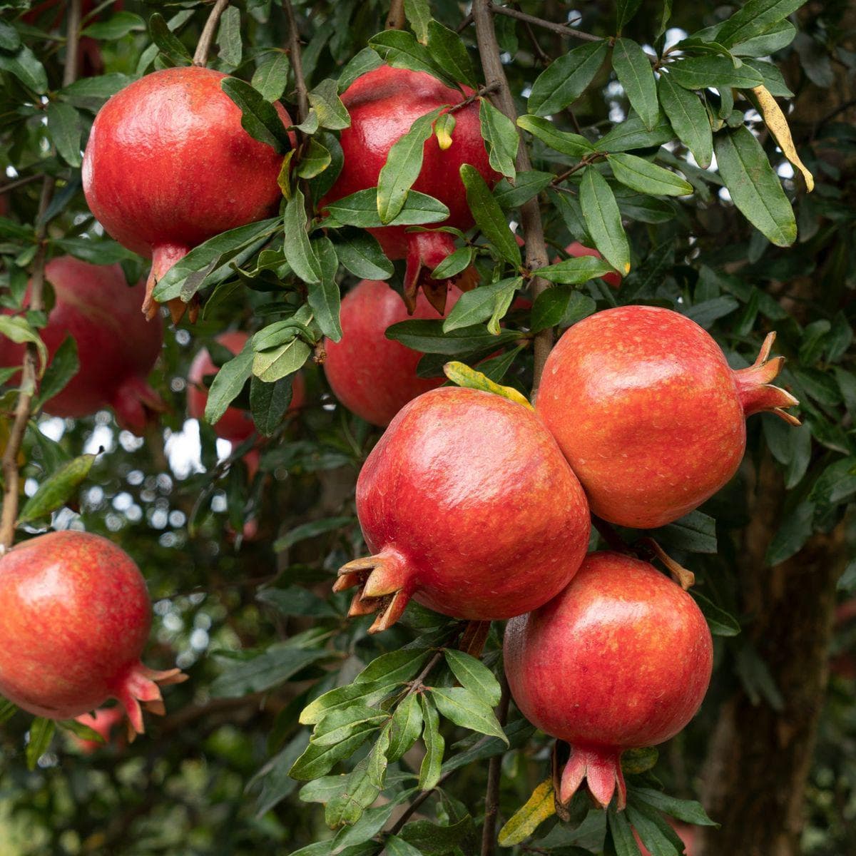 ackerbaum Granatapfel - Acco kaufen