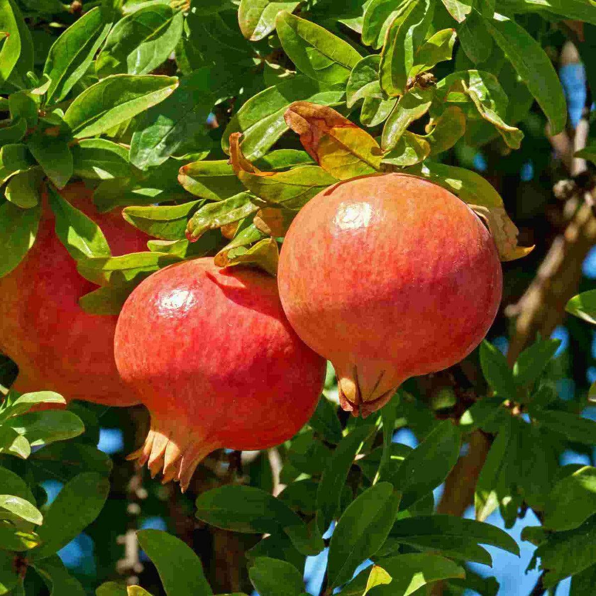 ackerbaum Granatapfel - Mollar de Elche kaufen