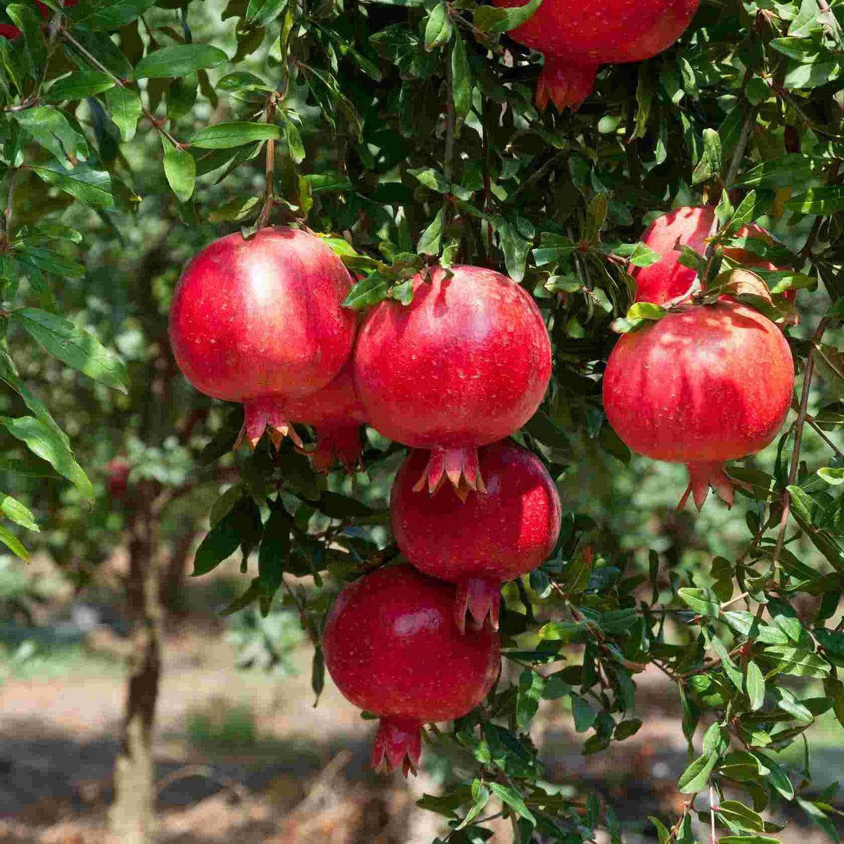 Frische aus Früchte Garten eigenem ackerbaum: Obststräucher -