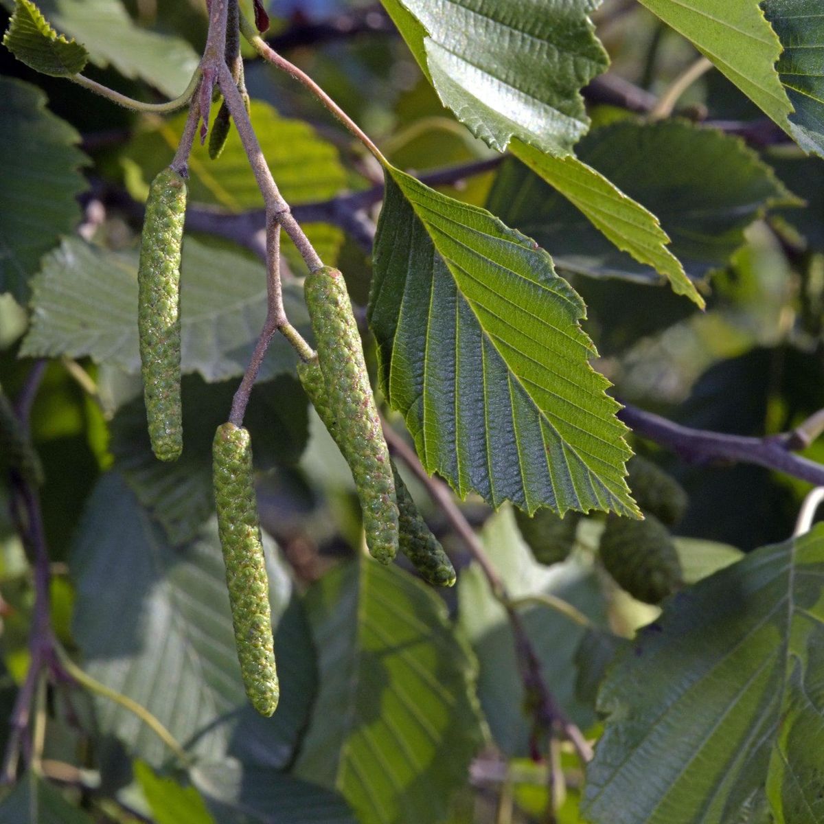 ackerbaum Grau-Erle kaufen
