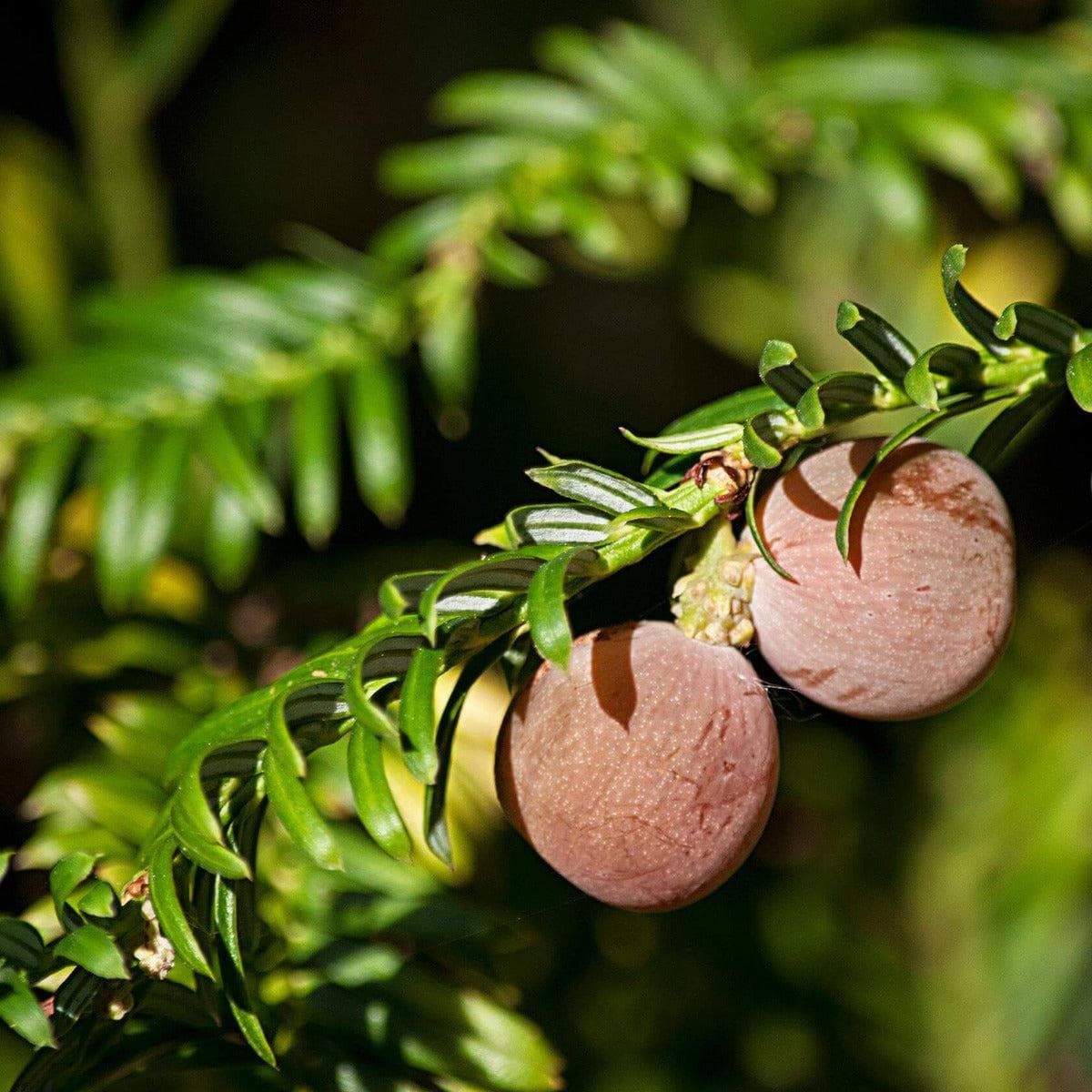 ackerbaum Japanische Pflaumeneibe - Fastigiata kaufen