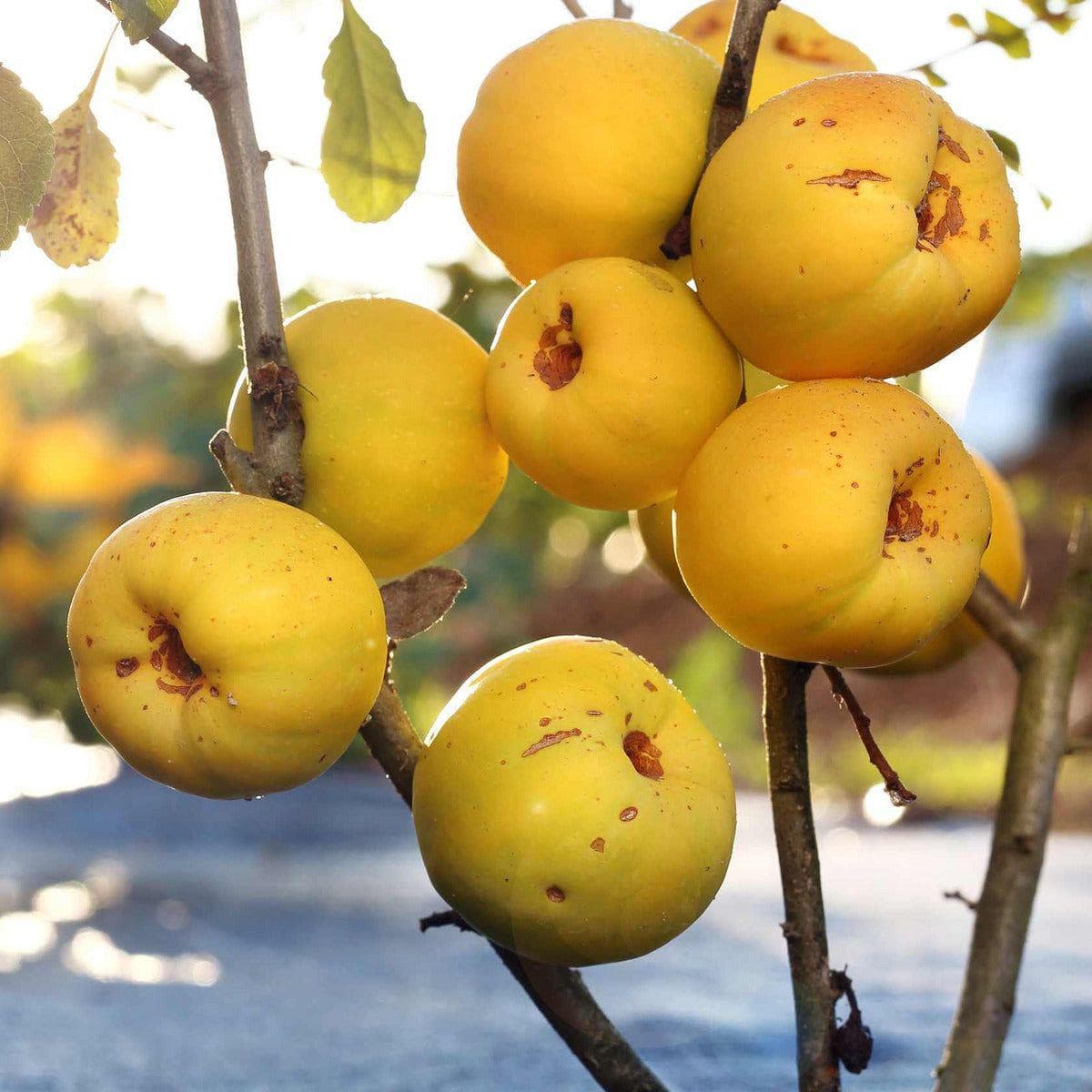 ackerbaum Japanische Zierquitte / Nordische Zitrone - Cido kaufen