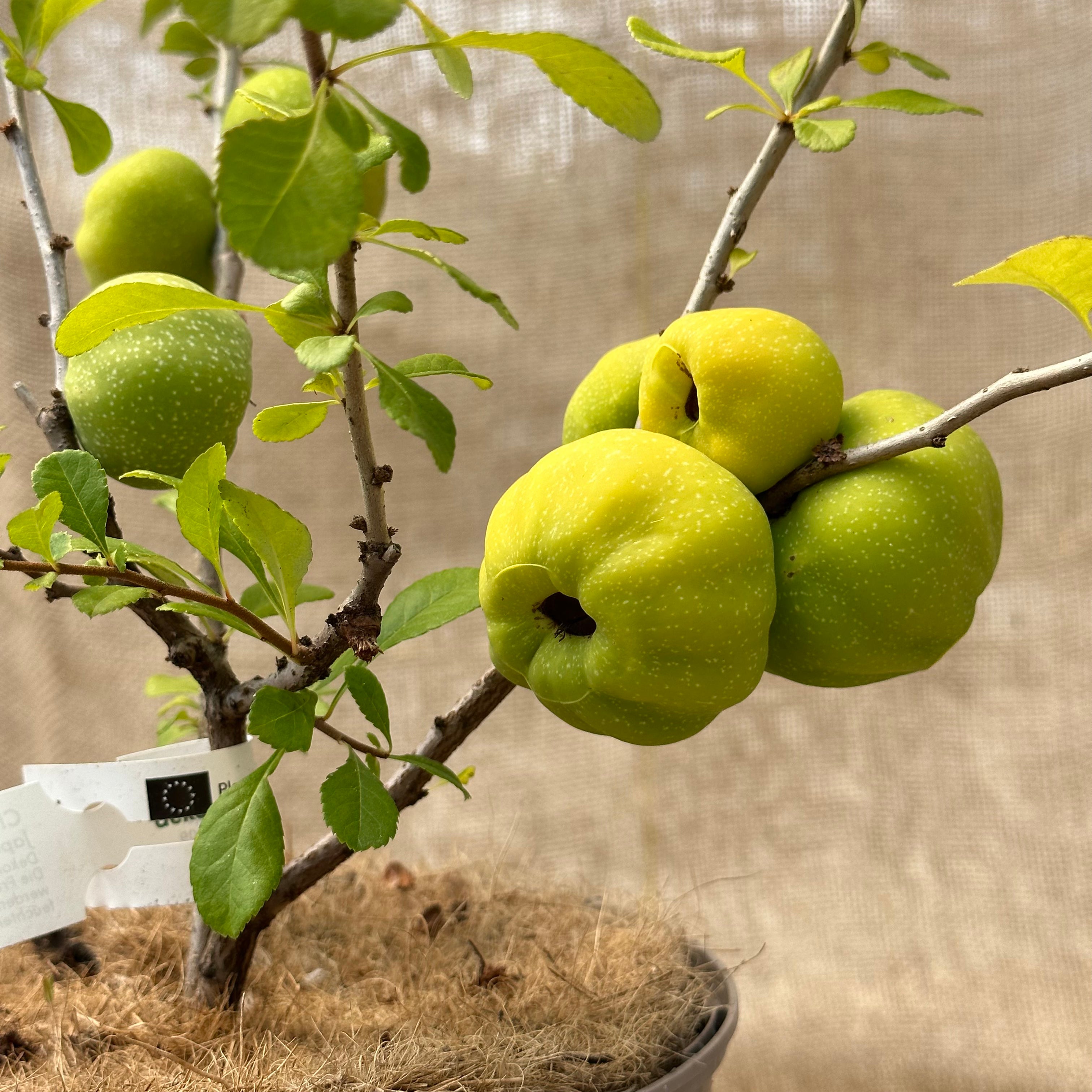 ackerbaum Japanische Zierquitte / Nordische Zitrone - Cido kaufen