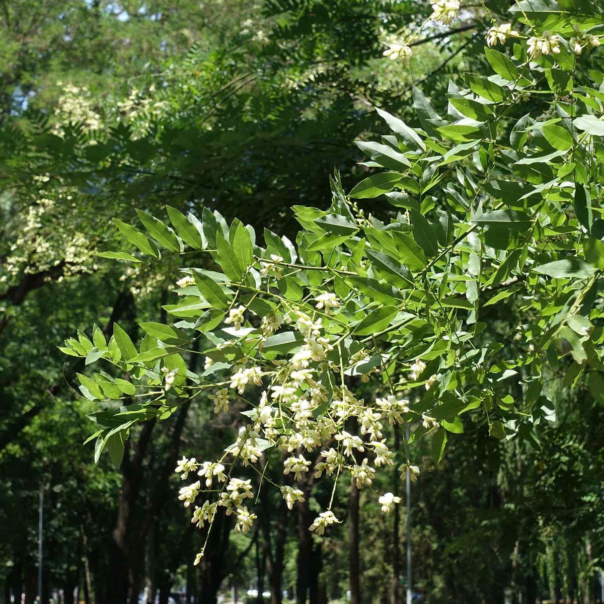 ackerbaum Japanischer Schnurbaum kaufen