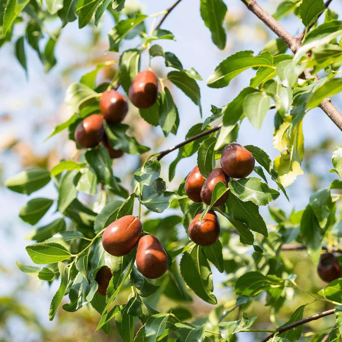 ackerbaum Jujube Baum - China 2a kaufen