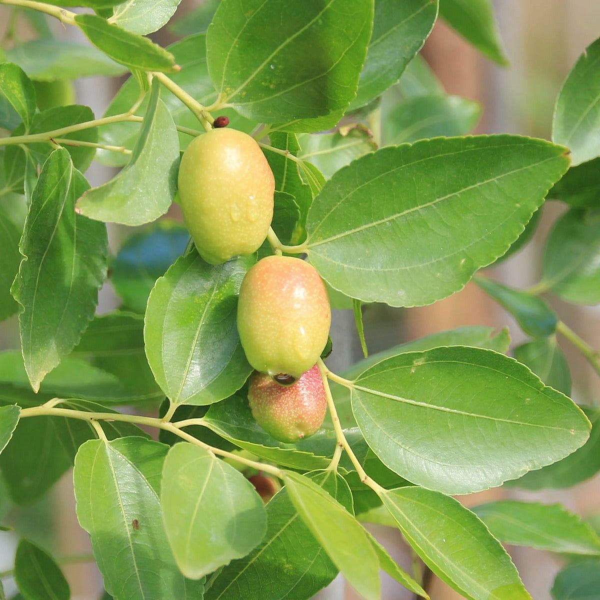 ackerbaum Jujube Baum - Li kaufen