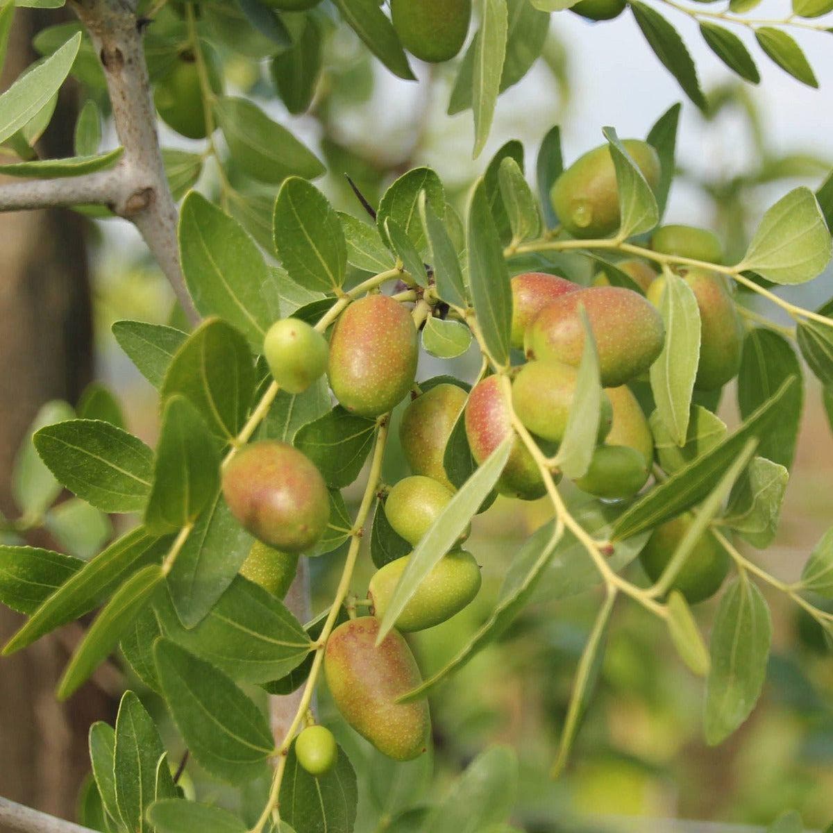 ackerbaum Jujube Baum - Provence kaufen