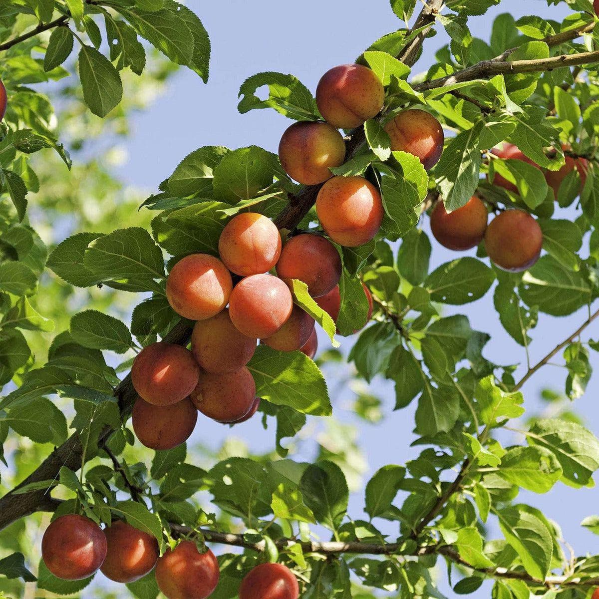 ackerbaum Kirschpflaume kaufen