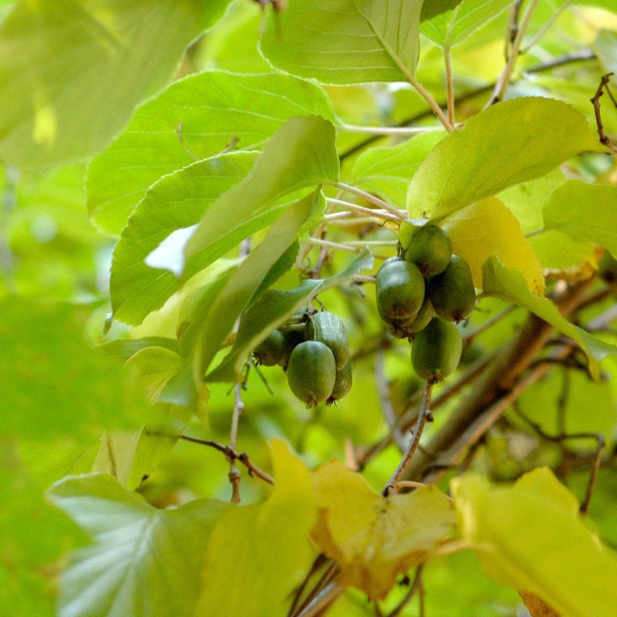 ackerbaum Kiwibeerenpflanze - Ananasnaya kaufen