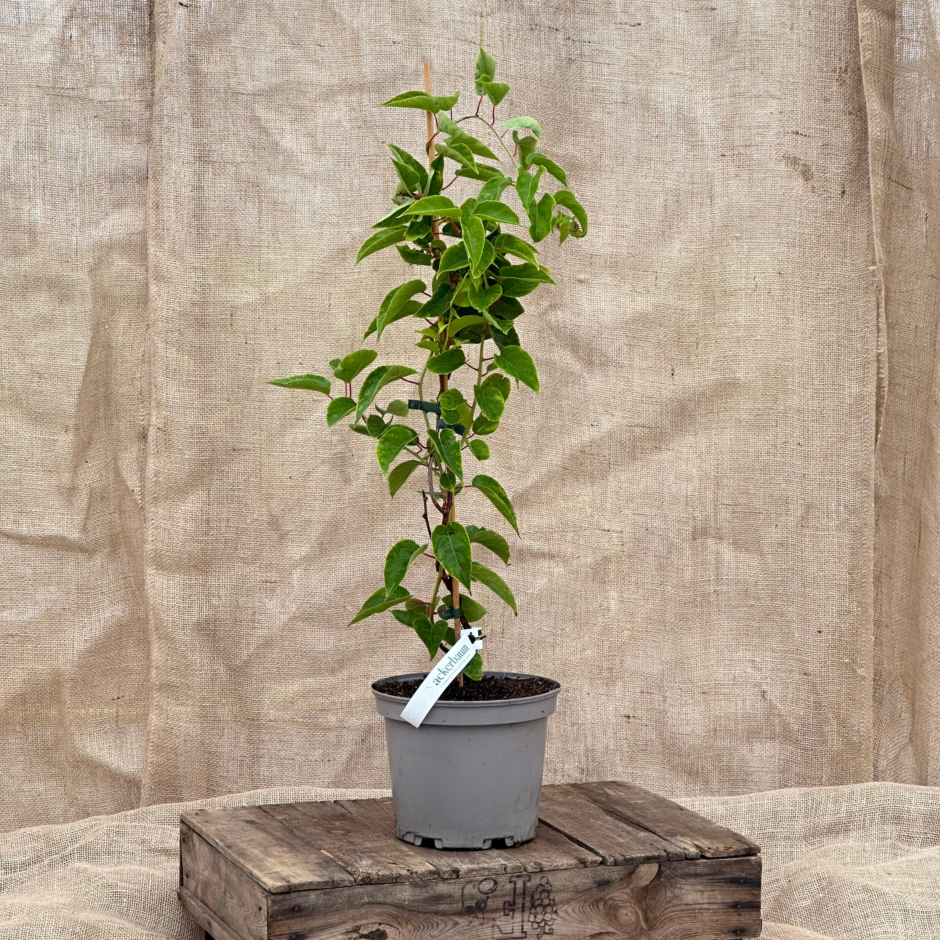 ackerbaum Kiwibeerenpflanze - Kens Red kaufen