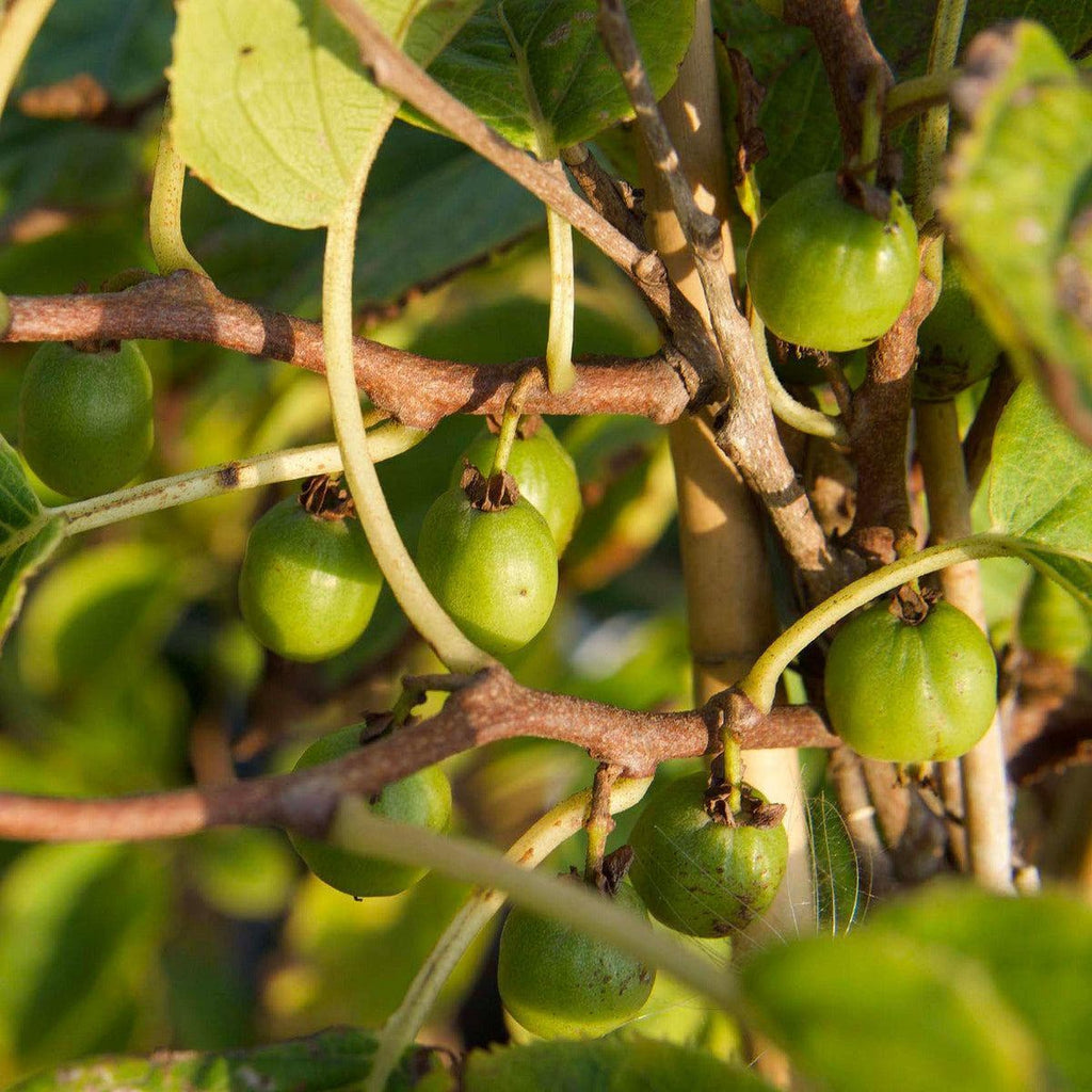 ackerbaum Kiwibeerenpflanze - Kokuwa kaufen