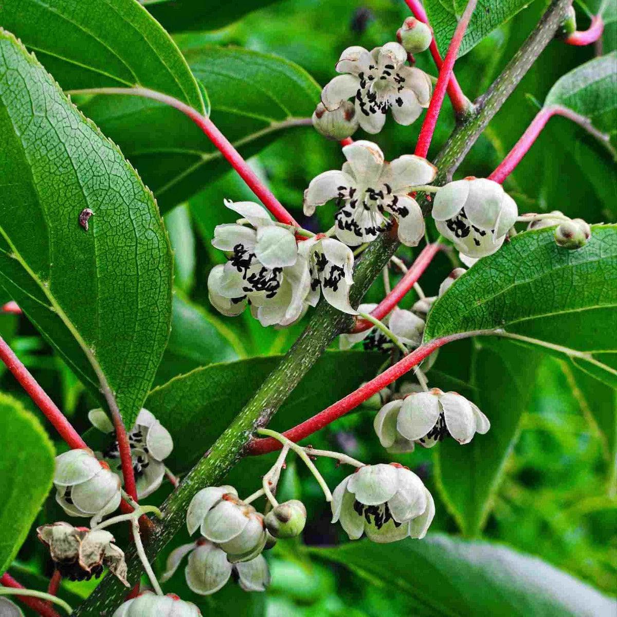 ackerbaum Kiwibeerenpflanze - männliche Befruchtersorte Prince Jumbo kaufen