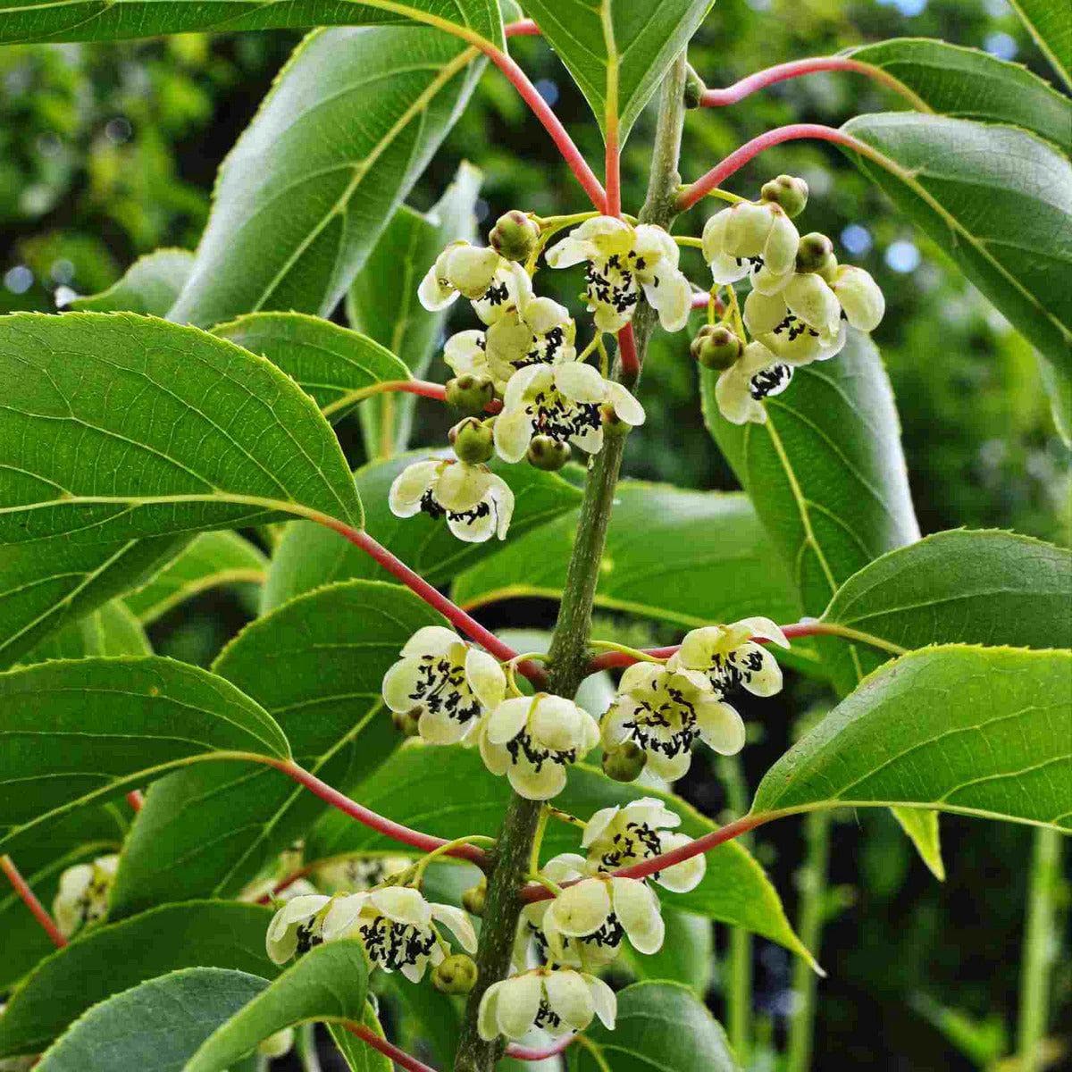 ackerbaum Kiwibeerenpflanze - männliche Befruchtersorte Weiki kaufen