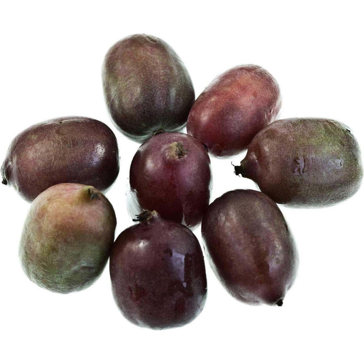 ackerbaum Kiwibeerenpflanze - Purpurea Sadowa kaufen