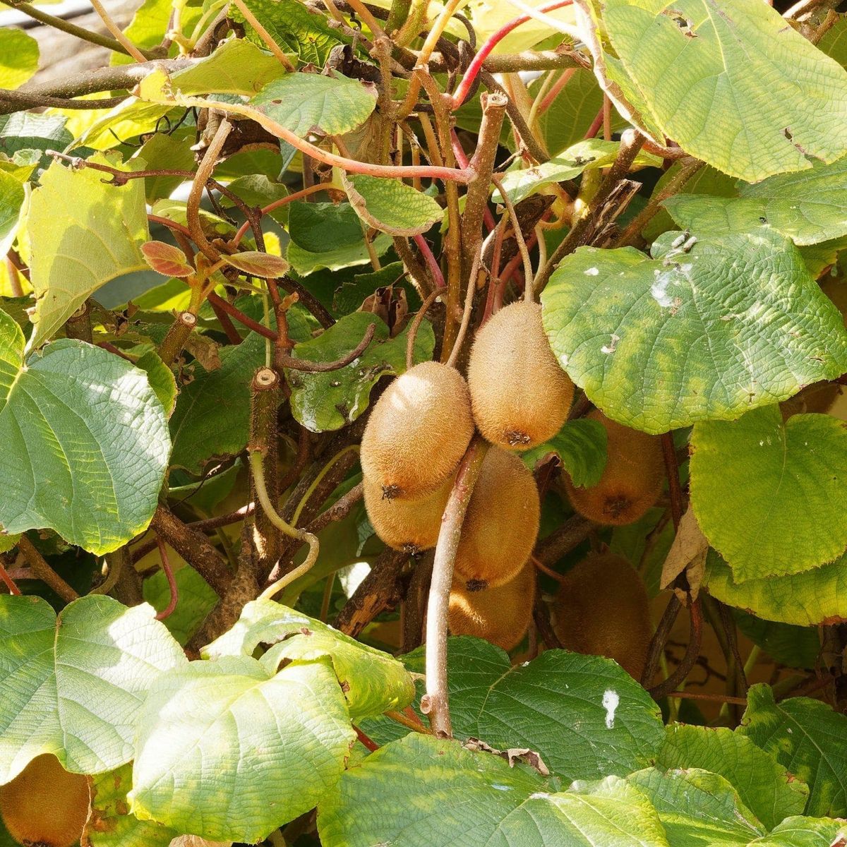 ackerbaum Kiwipflanze - Solo kaufen