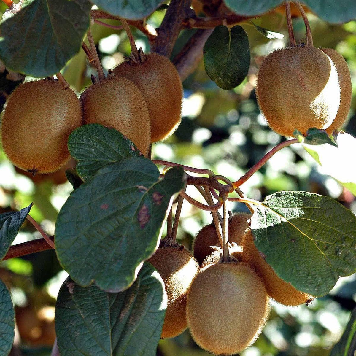 ackerbaum Kiwipflanzen Duo - Jenny & Tumori kaufen