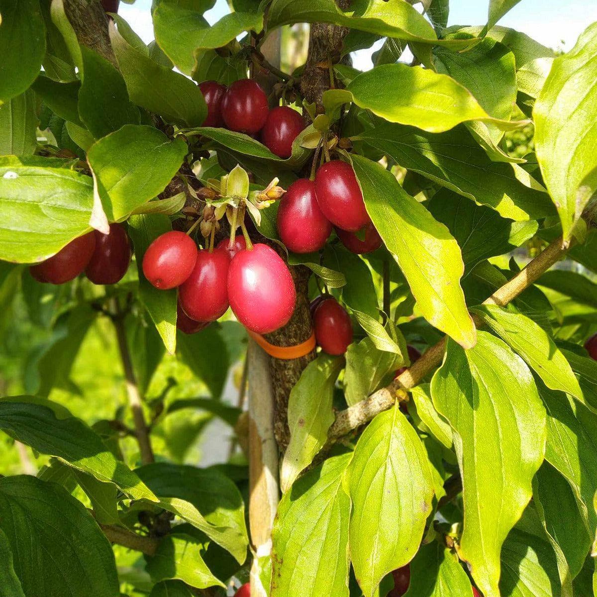 ackerbaum Kornelkirschenstrauch - Olena kaufen