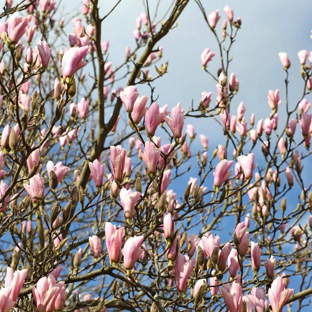 ackerbaum Magnolie - Heaven Scent kaufen