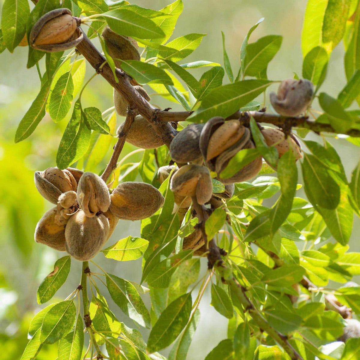 ackerbaum Mandelbaum - Avijor / Lauranne kaufen