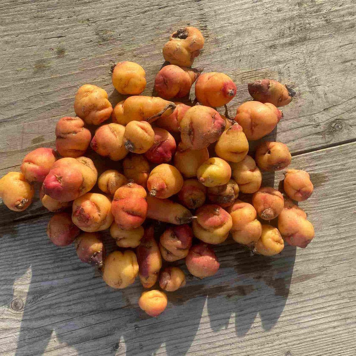 ackerbaum Mashua - Orange kaufen
