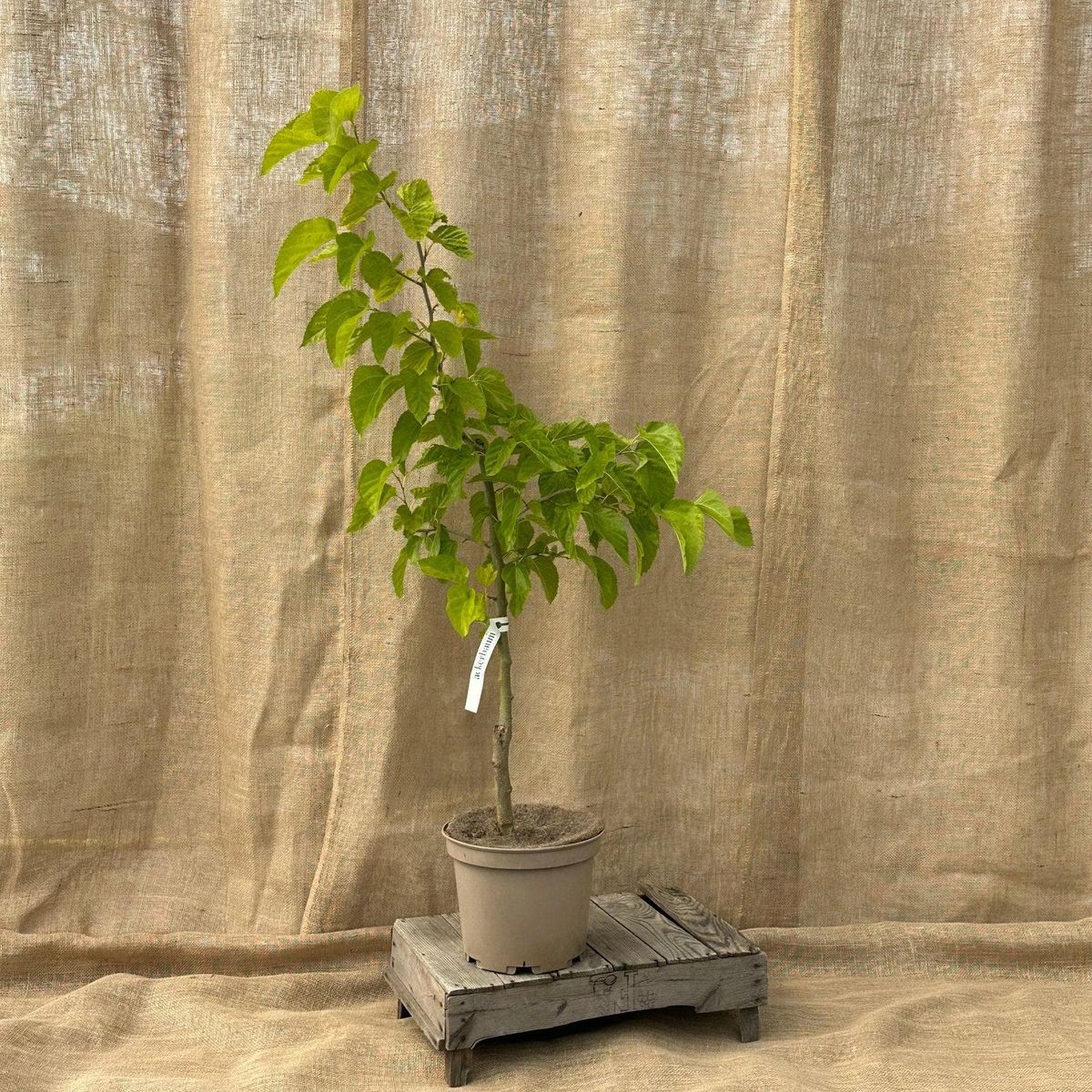 ackerbaum Maulbeerbaum - Kokuso kaufen