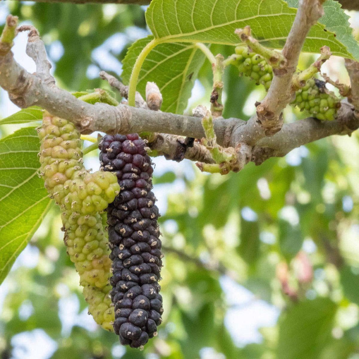 ackerbaum Maulbeerbaum - Pakistan kaufen