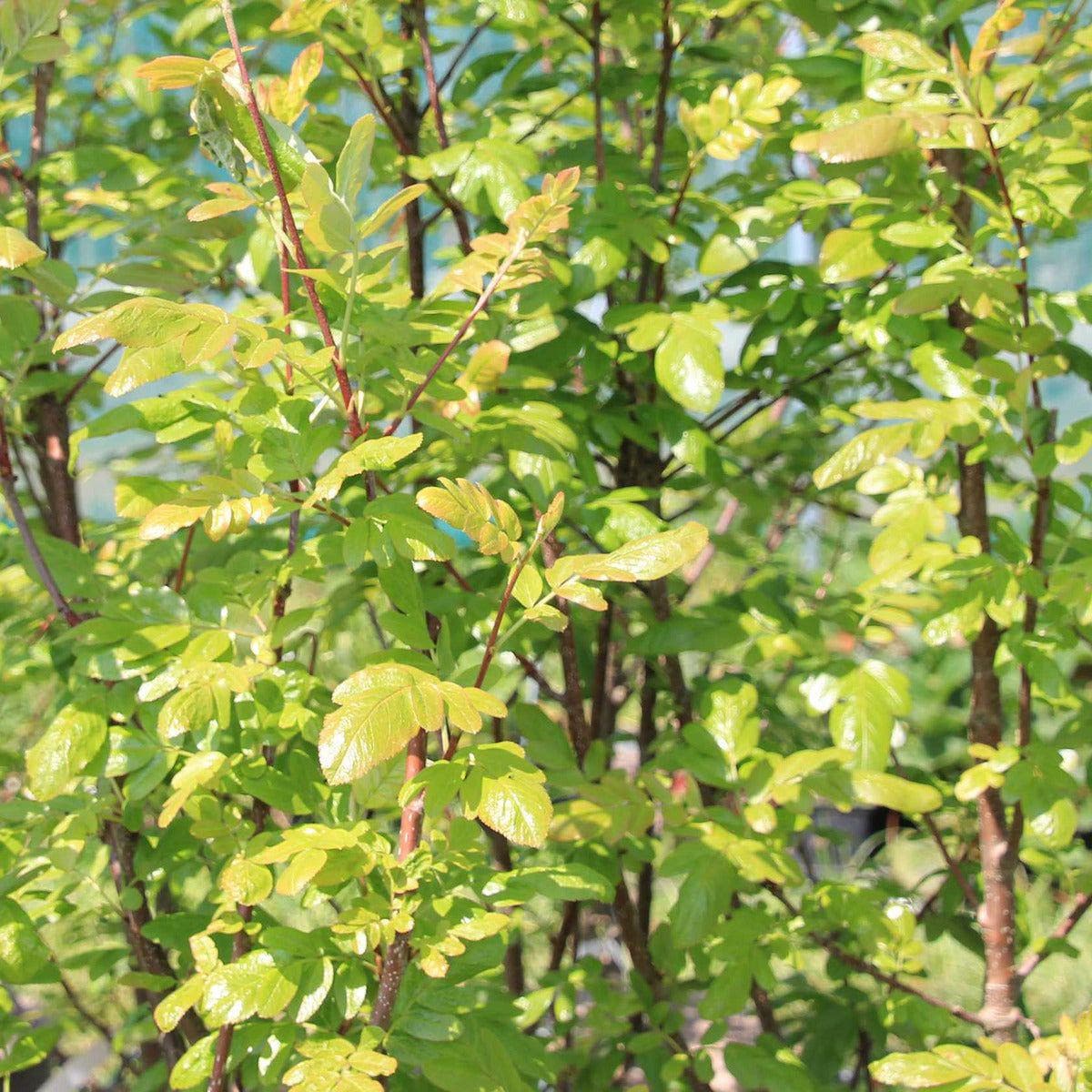 Mehlbeere-Birnbaum Kreuzung - Rubinovaja kaufen und pflanzen