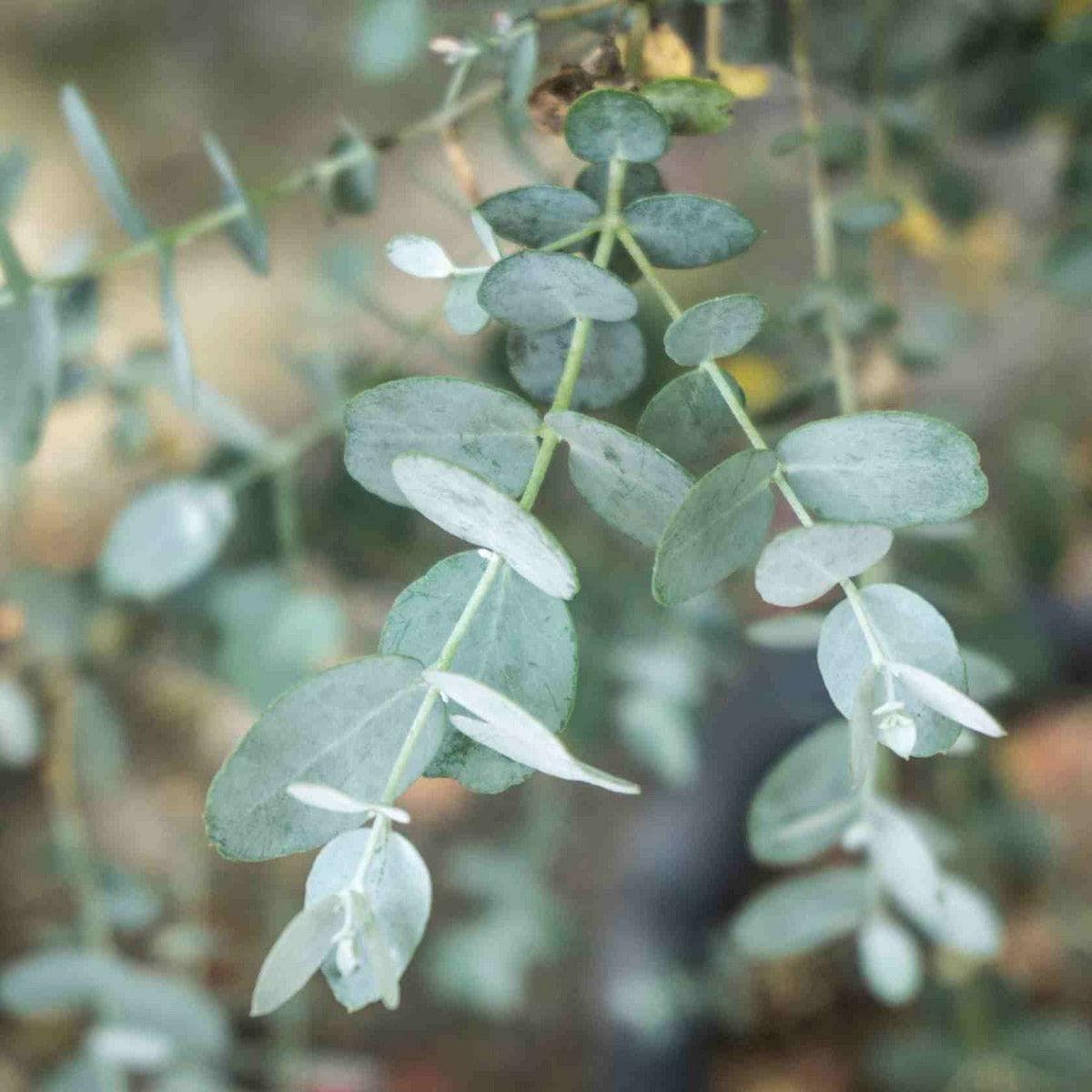 ackerbaum Mostgummi-Eukalyptus - Azura kaufen