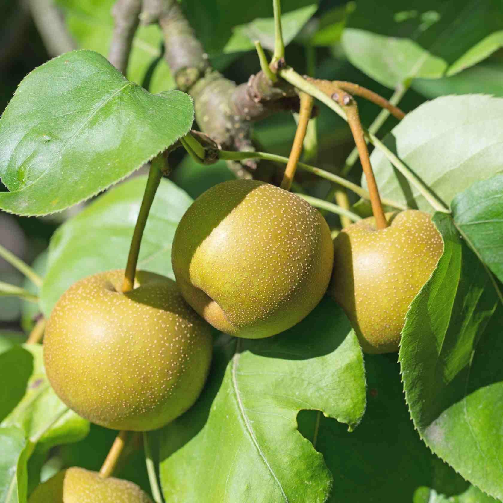 ackerbaum Nashi - Nijiseiki kaufen