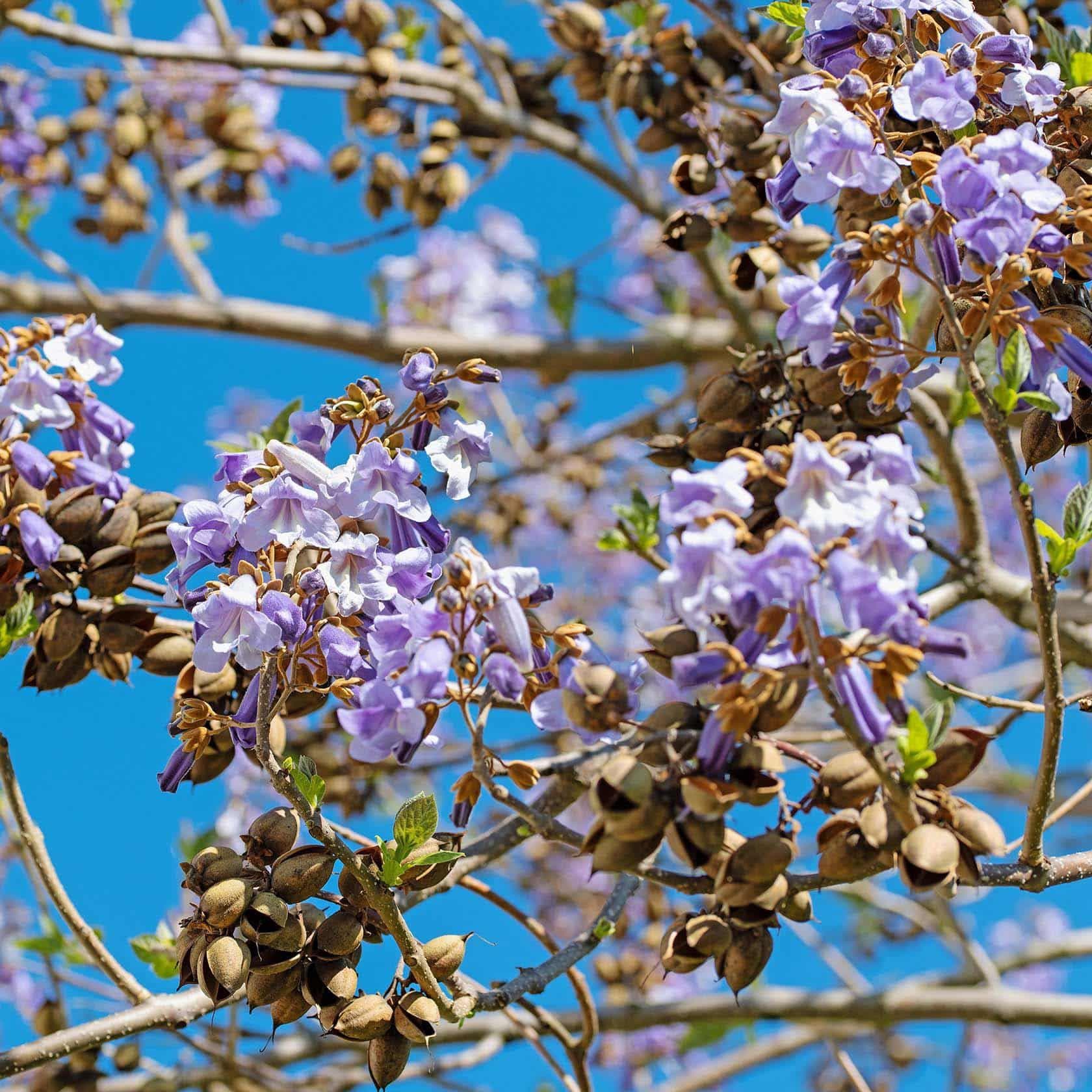 ackerbaum Paulownia / Blauglockenbaum kaufen