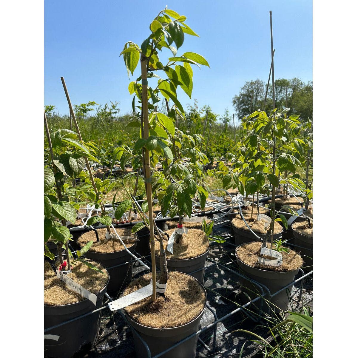 ackerbaum Persimonenbaum - Meader kaufen