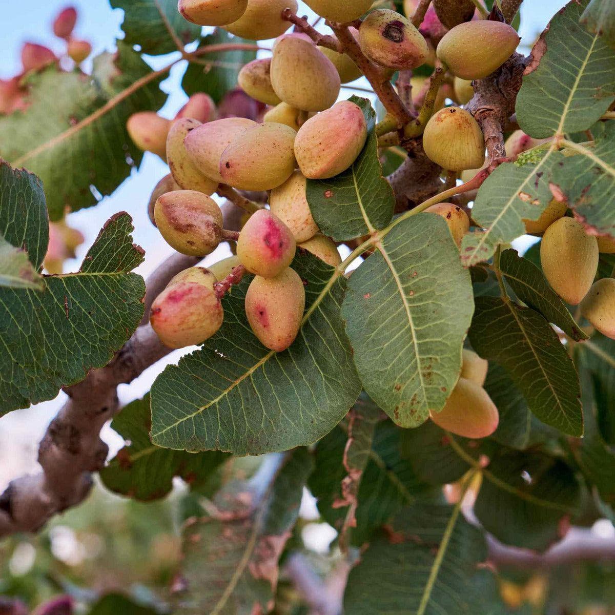 ackerbaum Pistazienbaum - Kerman kaufen