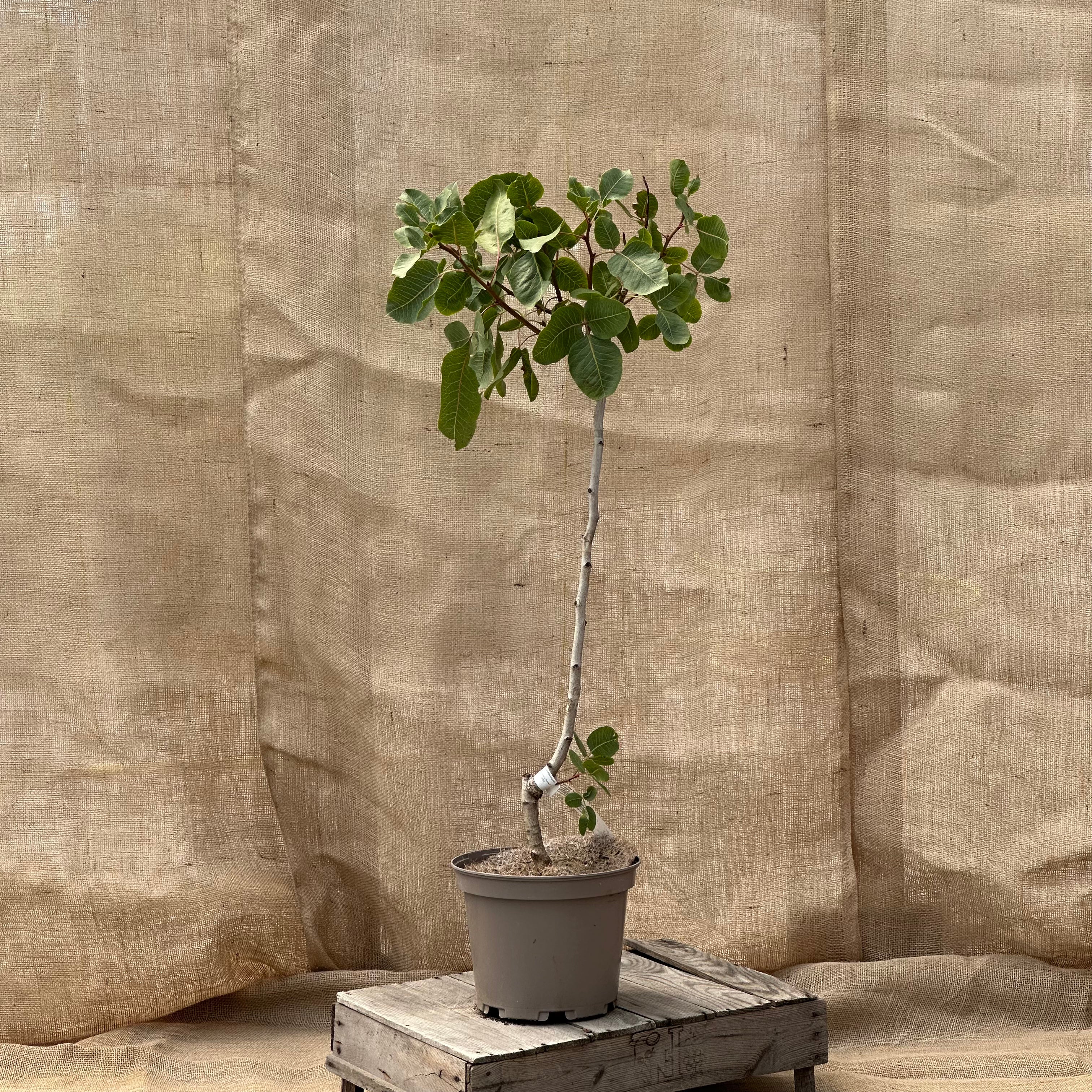 ackerbaum Pistazienbaum - Kerman kaufen
