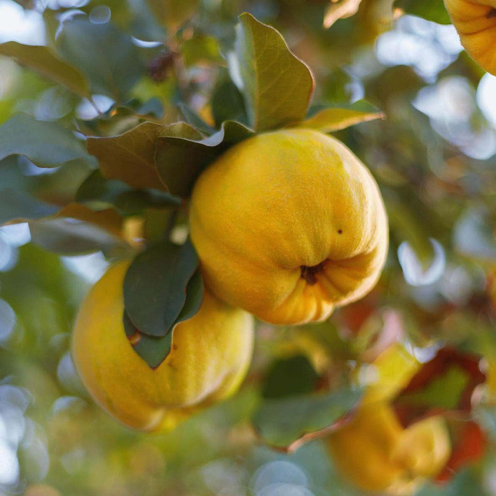 Quittenbaum - Konstantinopler Apfelquitte | Obstbäume & Gemüsepflanzen