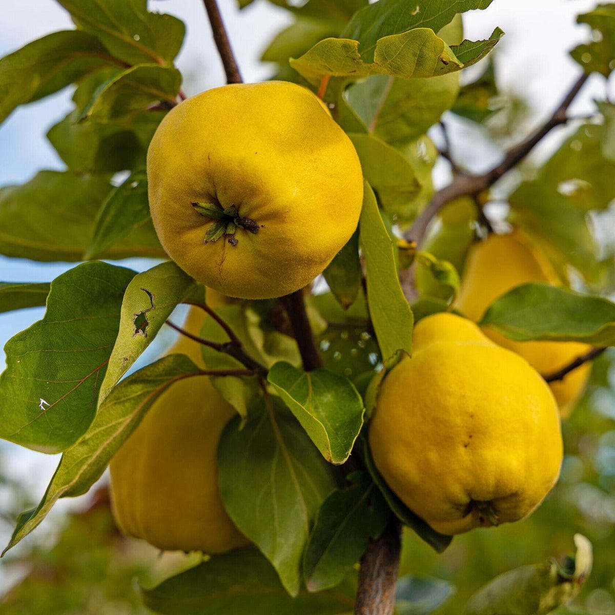 ackerbaum Quittenbaum - Limon Ayvasi kaufen