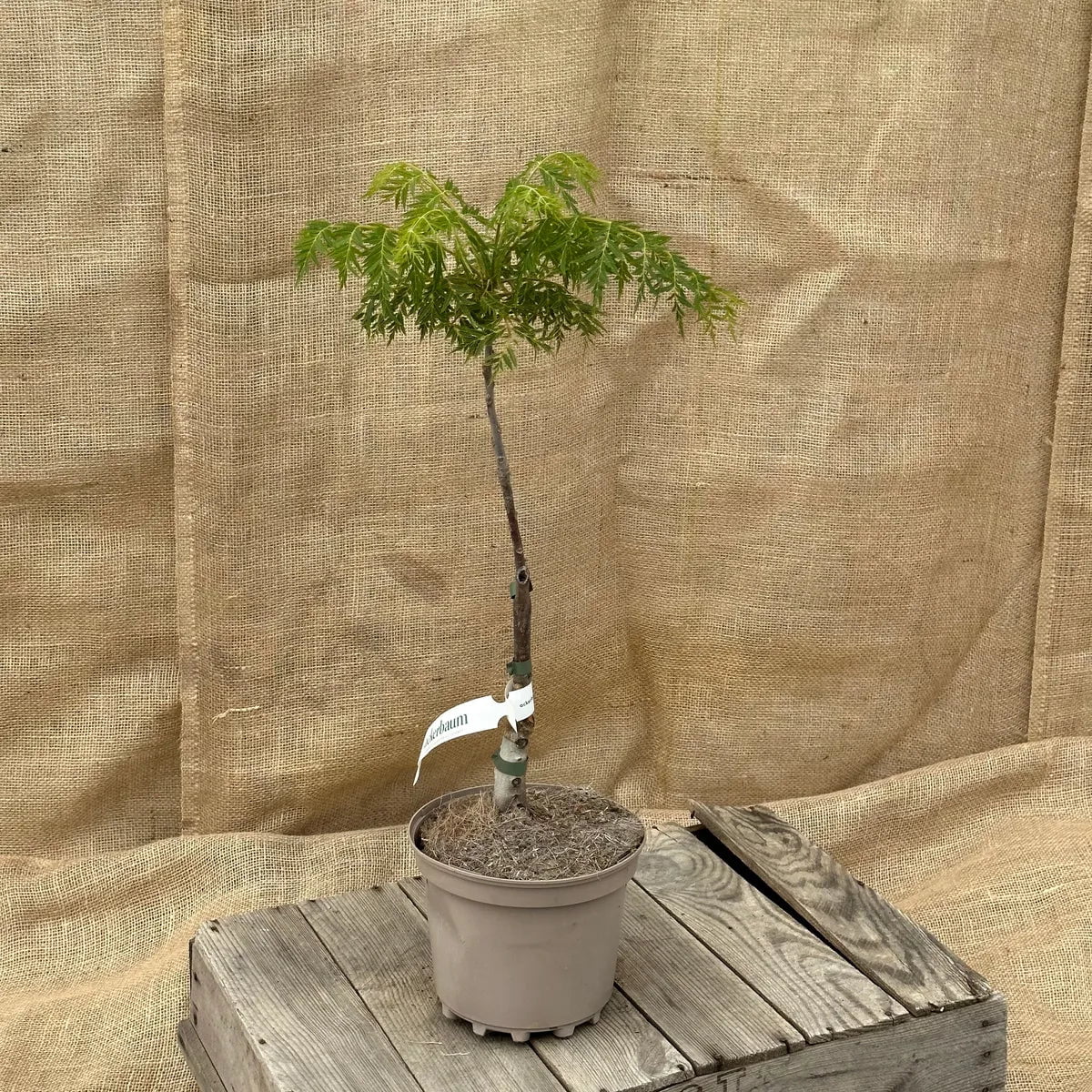 ackerbaum Schwarznussbaum - Lacciniata kaufen