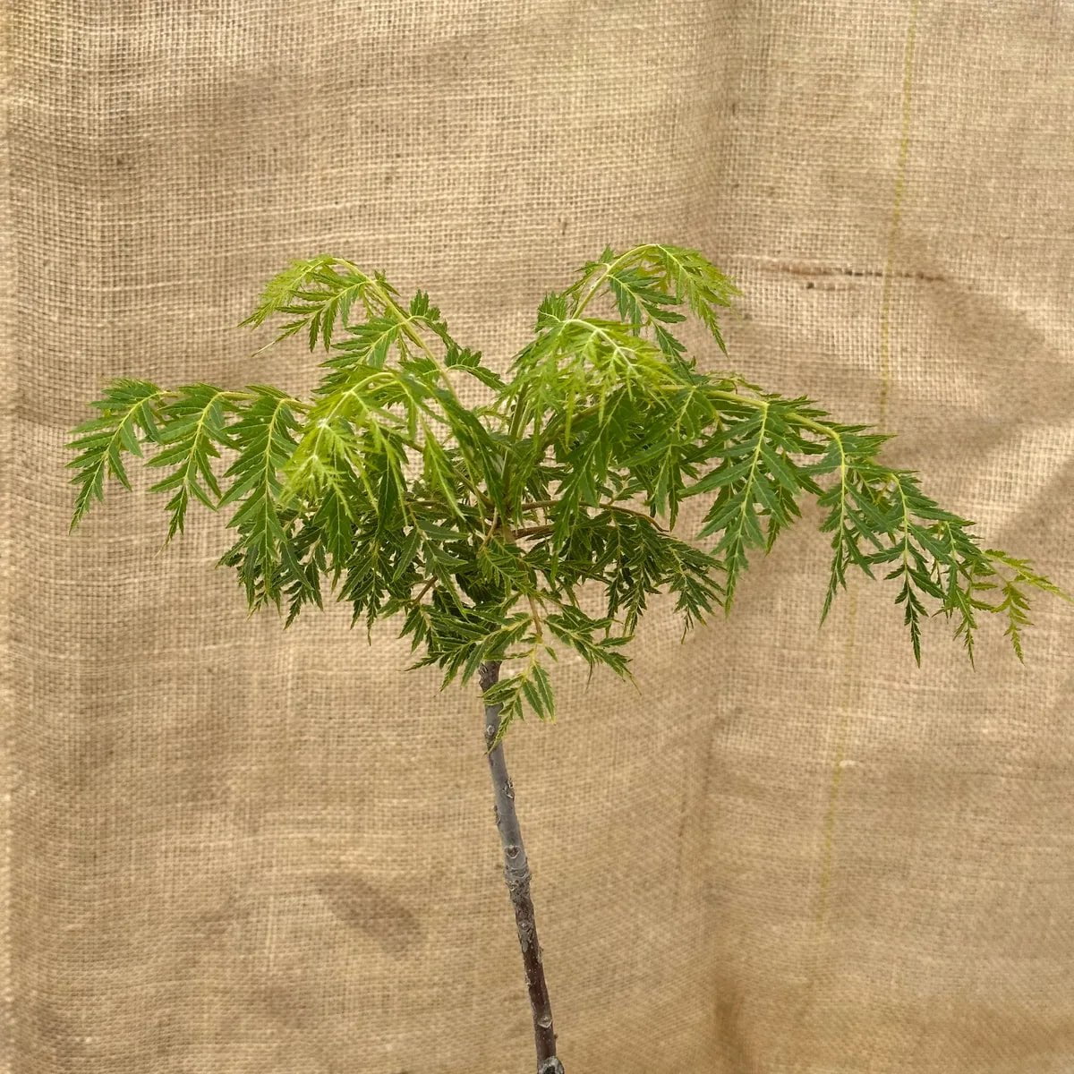 ackerbaum Schwarznussbaum - Lacciniata kaufen