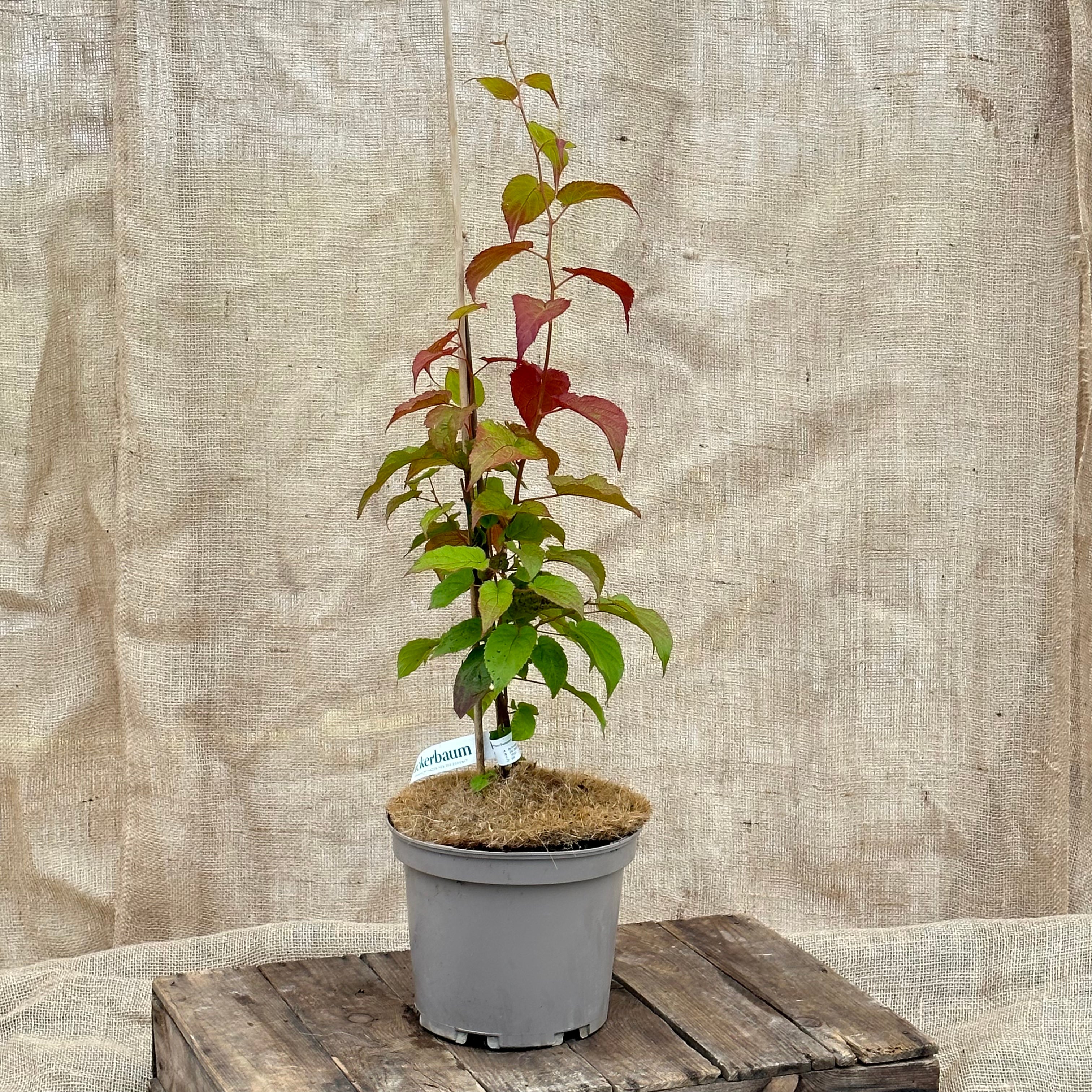 ackerbaum Sibirische Kiwi Pflanze - Dr. Szymanowski kaufen