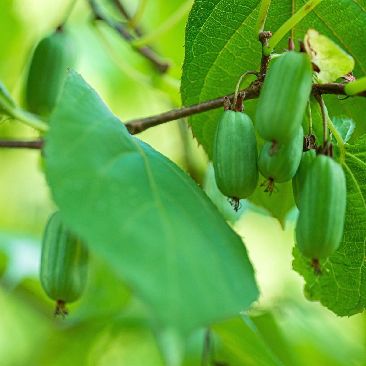ackerbaum Sibirische Kiwi Pflanze - Vitakola kaufen