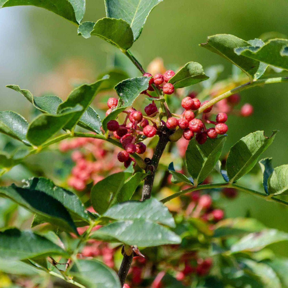 ackerbaum Szechuanpfeffer Pflanze - Täuschende Stachelesche kaufen