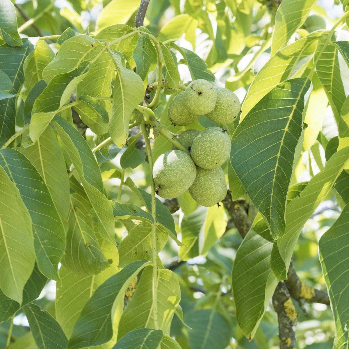 ackerbaum Walnussbaum - Fernette kaufen