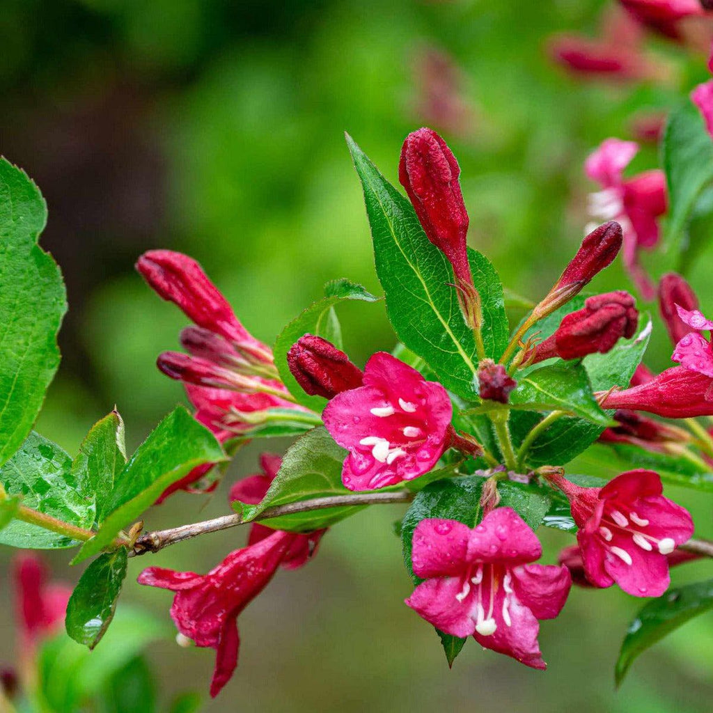 ackerbaum Weigelie - Bristol Ruby kaufen