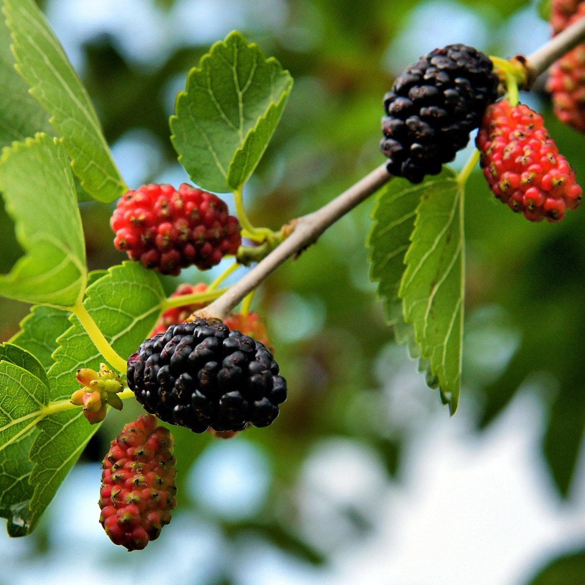 ackerbaum Zwerg-Maulbeere - Mojo Berry kaufen